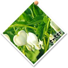 ハートの形の白い花